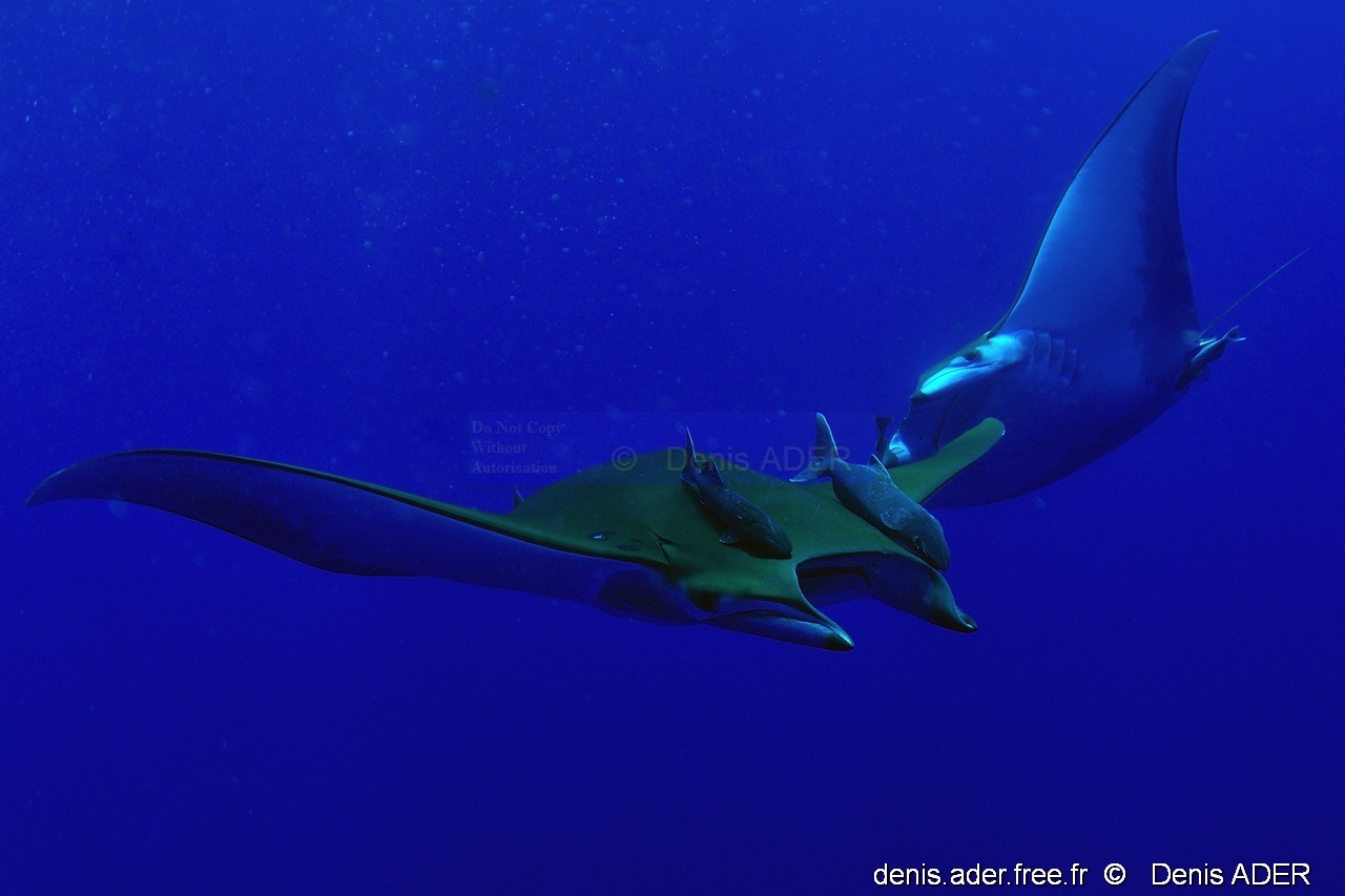 Mobula tarapacana diable de mer-Acores St MAria Ambrosio-36m-20170822-Denis-ADER-DSC_0029_tn_tn.jpg